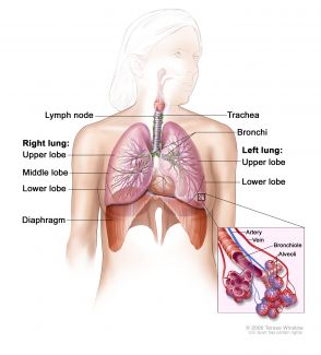 A close look at the respiratory system, including the lungs