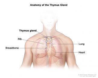 Anatomical illustration of the thymus gland