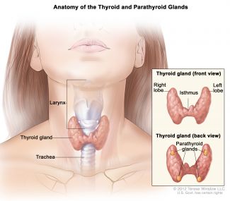 Anatomical illustration of the thyroid and parathyroid glands